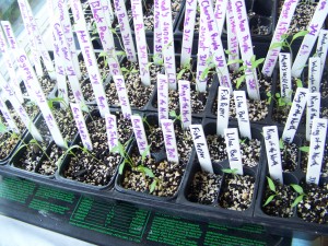 My tomato and pepper seedlings, 4/10/2011