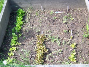 Lettuce Test Plot